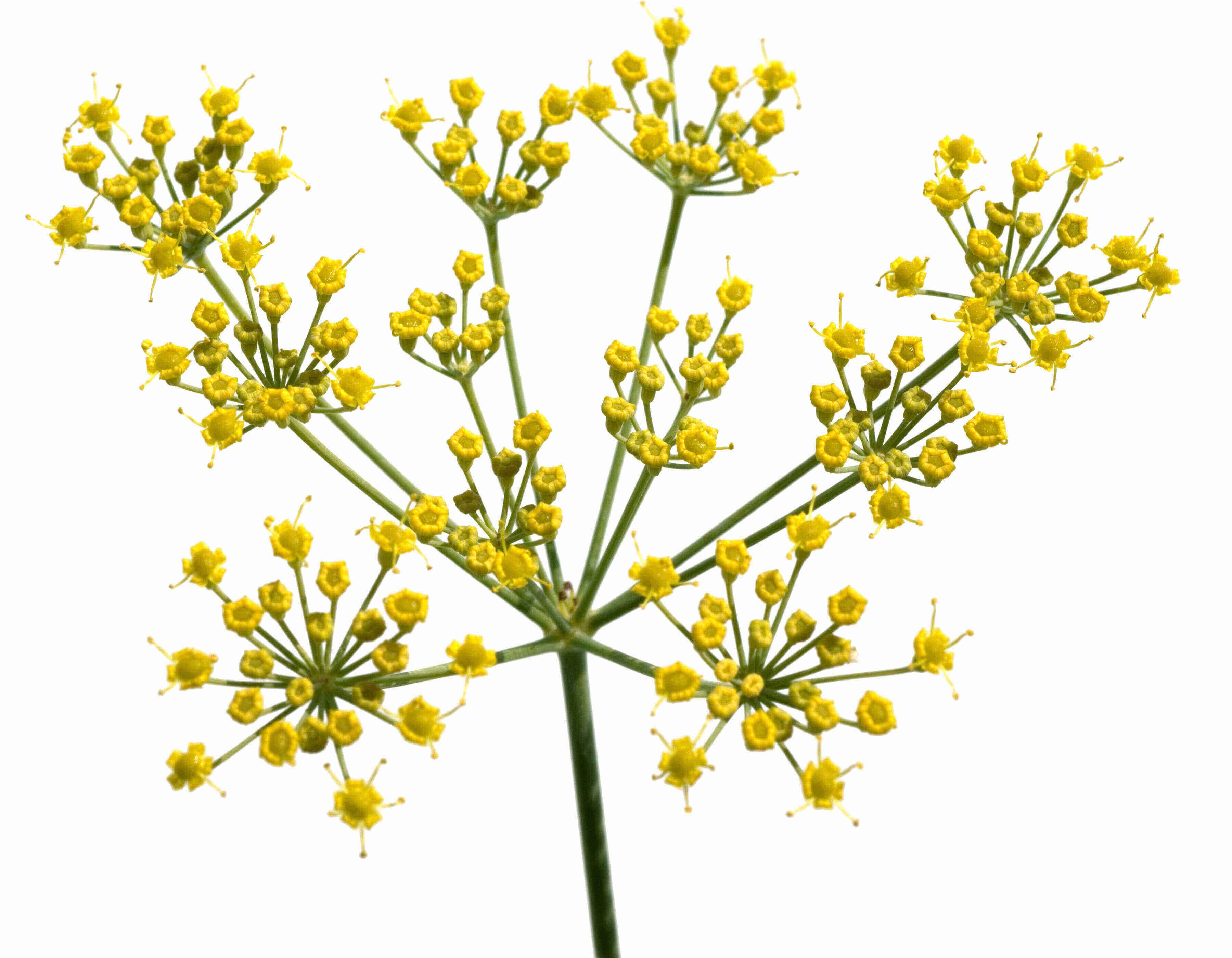 Rezene